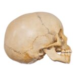 Real Human Child Skull – 190 g