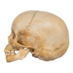 Real Human Child Skull – 190 g