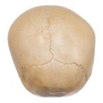Real Human Child Skull – 190 g