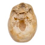 Real Human Child Skull – 190 g