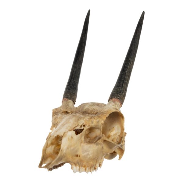 Real Steenbok Skull – 120 g