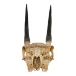 Real Steenbok Skull – 120 g