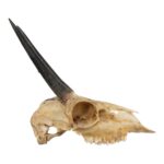 Real Steenbok Skull – 120 g