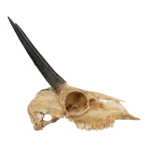 Real Steenbok Skull - 120 g