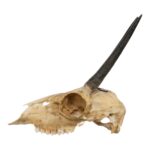 Real Steenbok Skull – 120 g