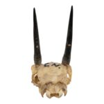 Real Steenbok Skull – 120 g