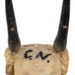 Real Steenbok Skull – 120 g