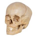 Real Human Child Skull – 328 g