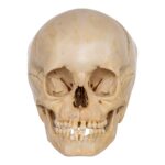 Real Human Child Skull – 328 g