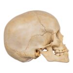 Real Human Child Skull – 328 g