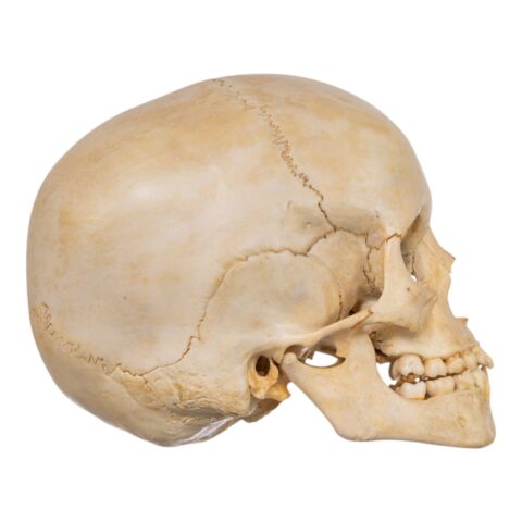 Real Human Child Skull - 328 g