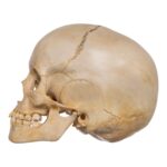 Real Human Child Skull – 328 g