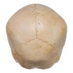 Real Human Child Skull – 328 g