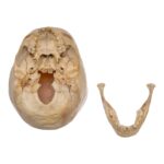 Real Human Child Skull – 328 g