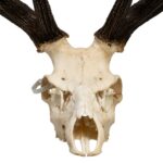 Real Red Deer Skull
