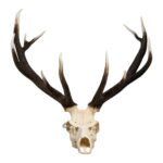 Real Red Deer Skull