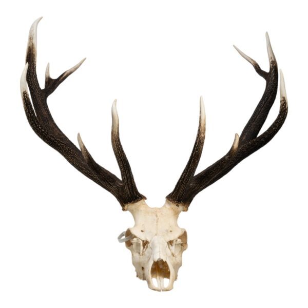 Real Red Deer Skull