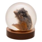 Real Mouse in Acrylic Globe