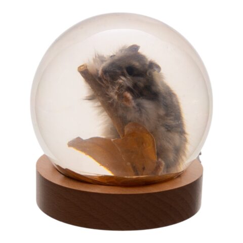 Real Mouse in Acrylic Globe