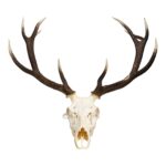 Real Red Deer Skull – 4500 g