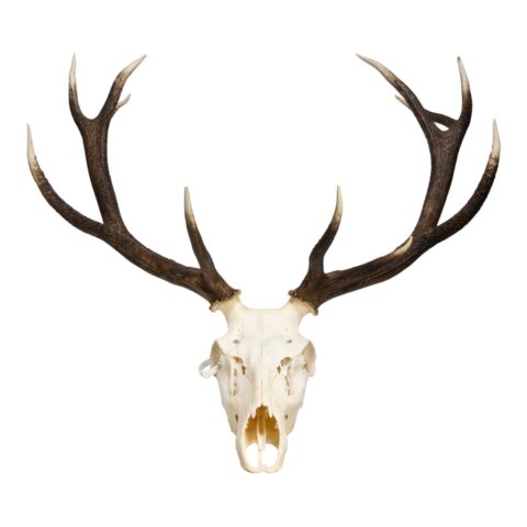 Real Red Deer Skull - 4500 g