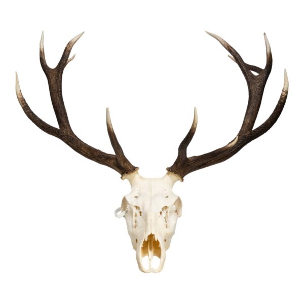 Real Red Deer Skull – 4500 g