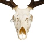 Real Red Deer Skull – 4500 g