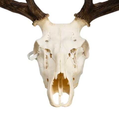 Real Red Deer Skull - 4500 g