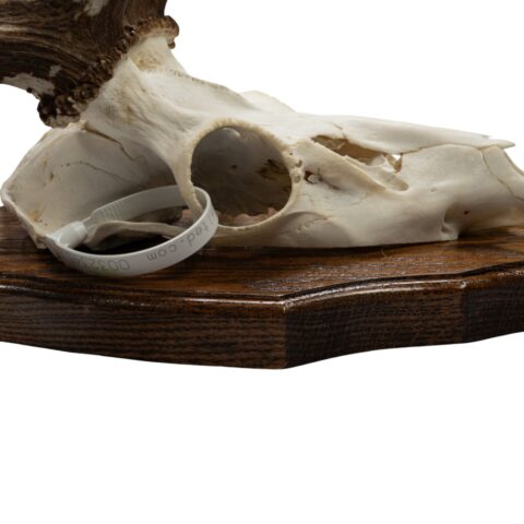Real Fallow Deer Skull on Plaque