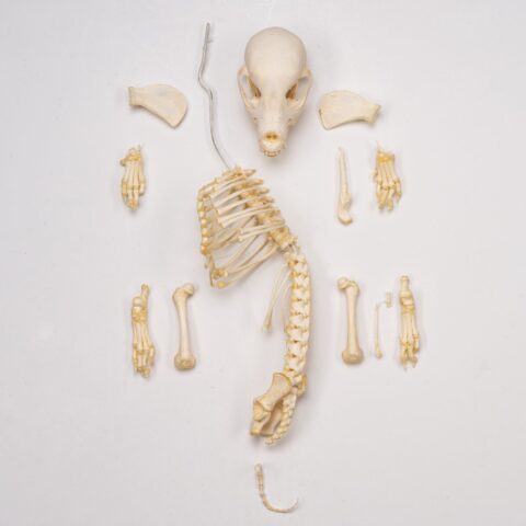 Real Domestic Dog Skeleton - Partial - 104 g