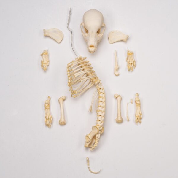 Real Domestic Dog Skeleton – Partial – 104 g