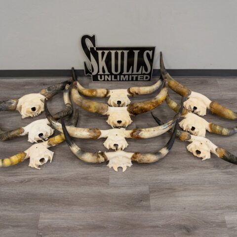 Real Longhorn Skull Plate - Limited Quantity