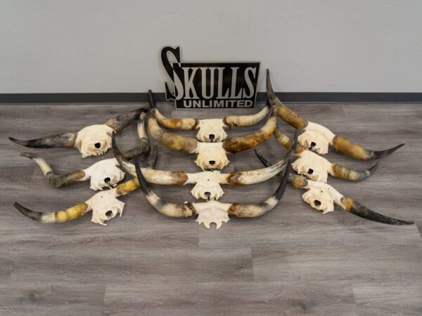 Real Longhorn Skull Plate – Limited Quantity