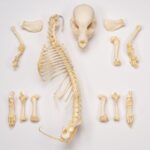 Real Domestic Dog Skeleton – Partial – 126 g