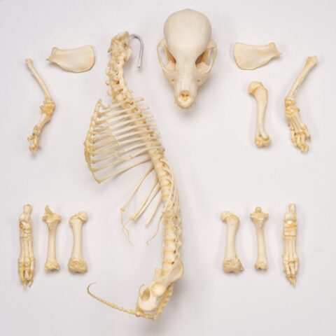 Real Domestic Dog Skeleton - Partial - 126 g