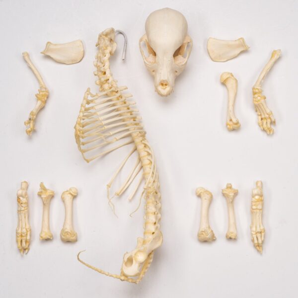Real Domestic Dog Skeleton – Partial – 126 g