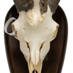 Real Domestic Goat Skull