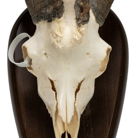 Real Domestic Goat Skull