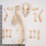 Real Domestic Dog Skeleton – Partial – 126 g