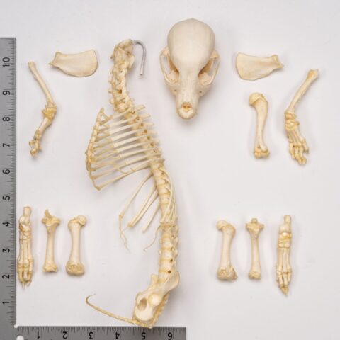 Real Domestic Dog Skeleton - Partial - 126 g