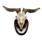 Real Domestic Goat Skull