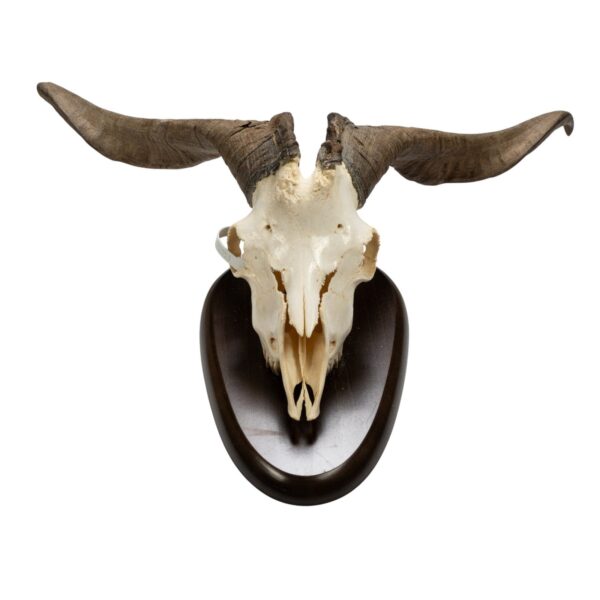 Real Domestic Goat Skull