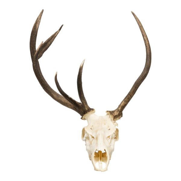 Real Red Deer Skull – 4500 g