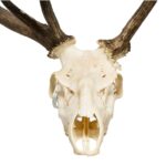 Real Red Deer Skull – 4500 g
