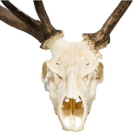 Real Red Deer Skull - 4500 g