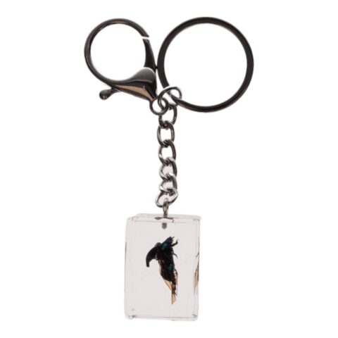 Real Chafer Beetle in Acrylic Cube Keychain