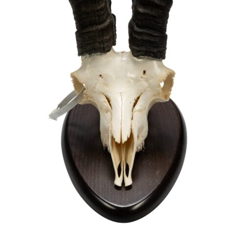 Real Gredos Spanish Ibex Skull