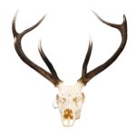Real Red Deer Skull – 4500 g