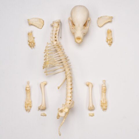 Real Domestic Dog Skeleton - Partial - 96 g