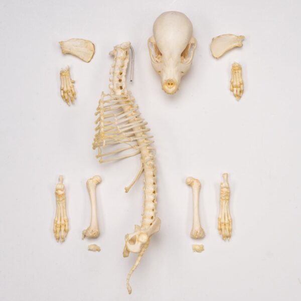 Real Domestic Dog Skeleton – Partial – 96 g